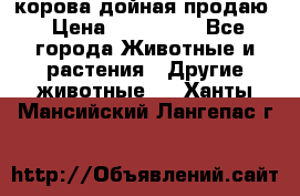 корова дойная продаю › Цена ­ 100 000 - Все города Животные и растения » Другие животные   . Ханты-Мансийский,Лангепас г.